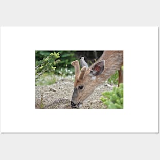 Wild black-tailed deer Posters and Art